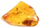 Detailed Fossil Fly (Diptera) In Baltic Amber #58045-2